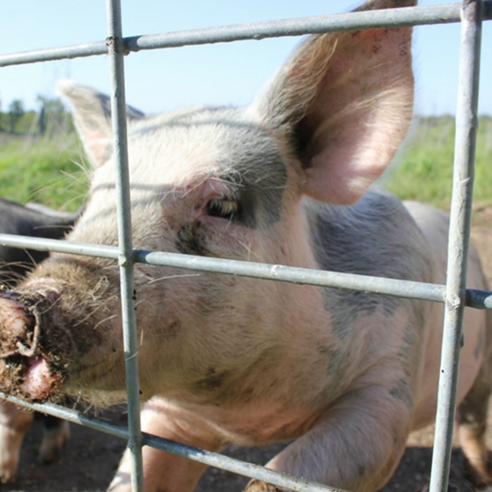 ໂລຫະ Welded Wire Pig Fence Hog Fencing Panels