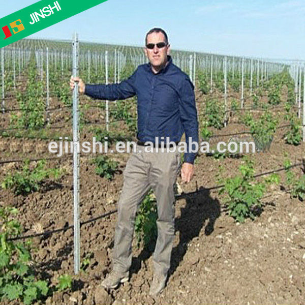 Tiang Logam Galvanis Hot Dip 200g/m2 untuk Teralis Kebun Anggur