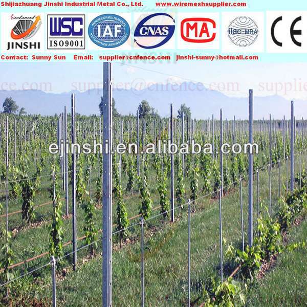 HDG150g 54x30mm 2.5mH ​​pilar anggur anggur