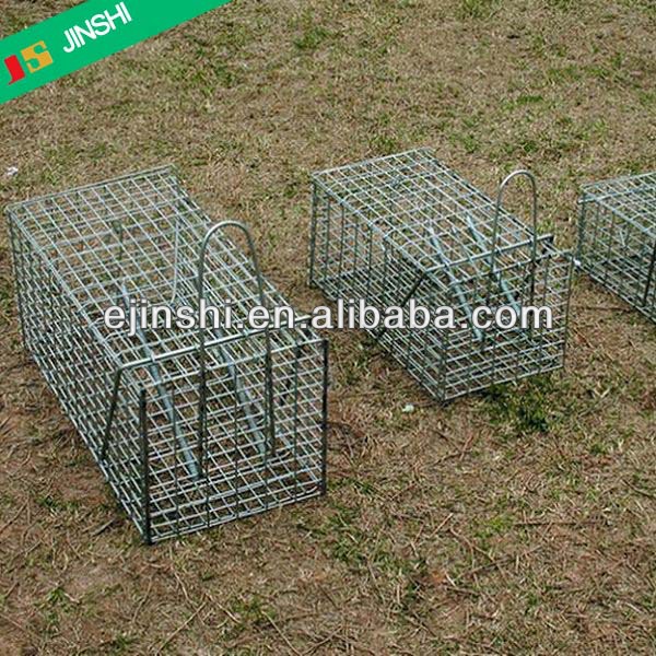 36"x10"x12" Galvanized Collapsible Live Raccoon Trap, Pabrik Profesional